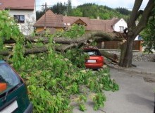 Kwikfynd Tree Cutting Services
gumdale