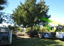 Kwikfynd Tree Management Services
gumdale